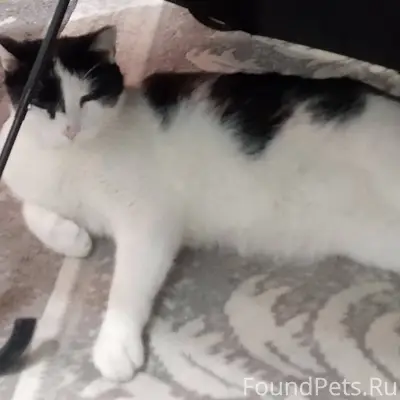 Пропал кот, улица луговая отзы...
