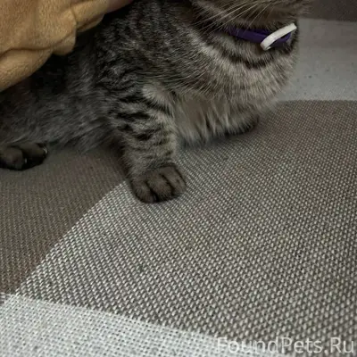 Нашли кошку с фиолетовым ошейн...