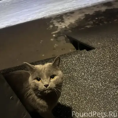 #Потери_Находки 1. Найден кот!...