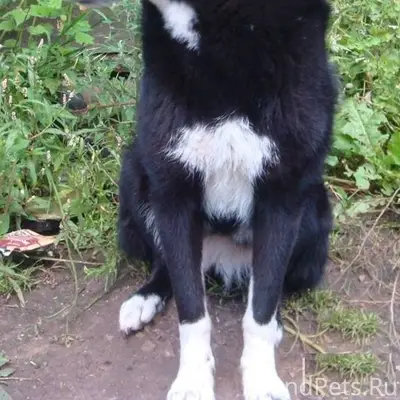 Вот уже почти неделю собака на...