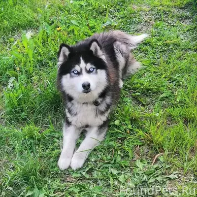 Пропал пёс по кличке Север Не....