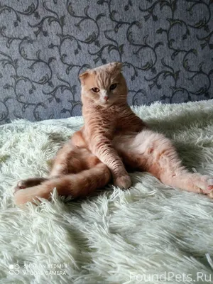 ПРОПАЛ шотландский вислоухий к...