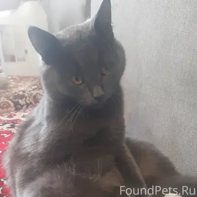 Пропал кот. В районе конного. ...