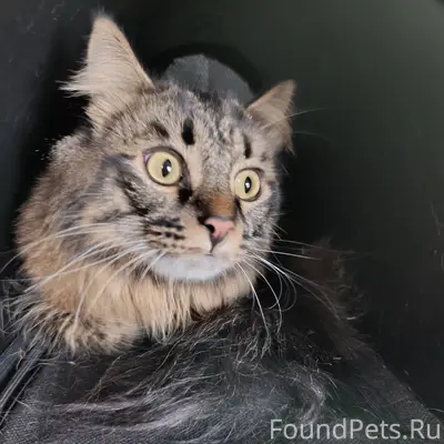 НАЙДЕН КОТ! В Рябково, 29 янва...