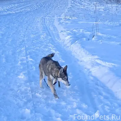 Найдена собака,ищу хозяев или ...
