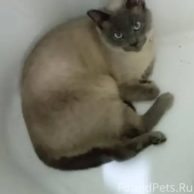 Пропала сиамская кошка по клич...