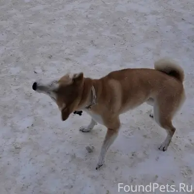 Найдена (замечена) собака. В р...