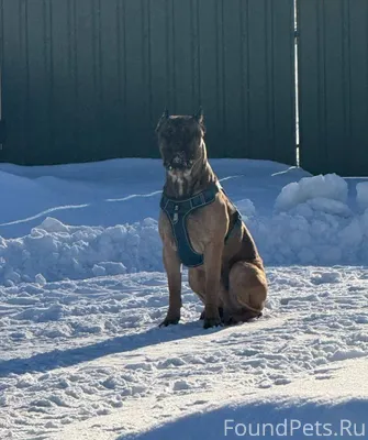 Срочно ищем хозяев❗️❗️❗️Третьи...