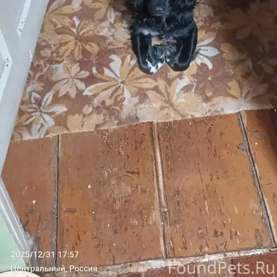 Потерялся пёс кличка Чарли , м...