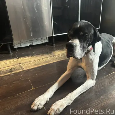 Потерялась собака в районе Кни...