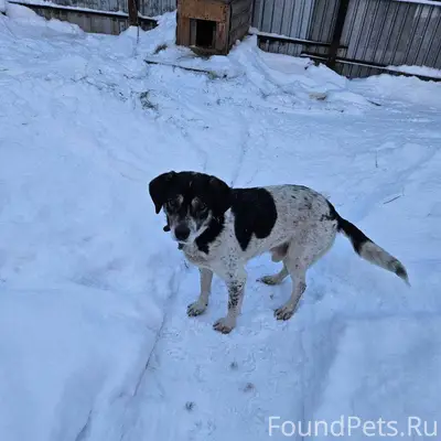 Потерялась собака!!!! В районе...