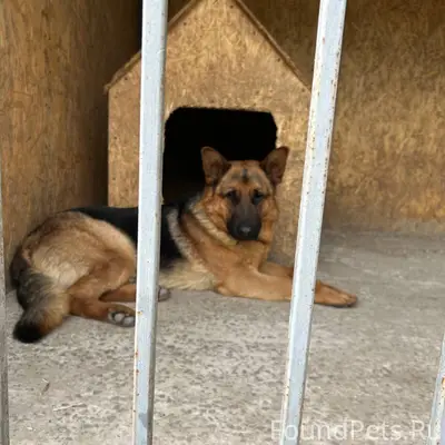 ‼️ ПРОПАЛИ СОБАКИ ‼️ Район Окт...