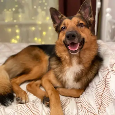 31.01.26г. Приблизительно в 21...