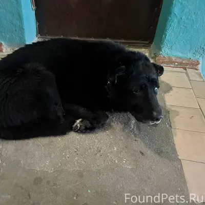 Кто-то потерял собаку, ходит с...