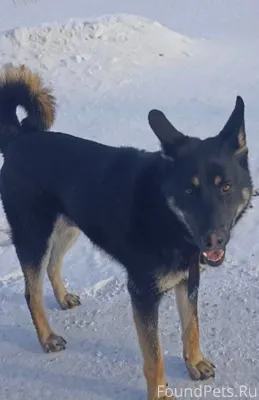 🆘 чья Потеряшка? ⚠️⚠️⚠️Найден ...