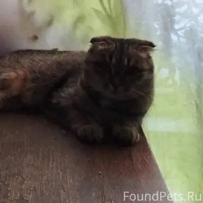 Пропала кошка в форштадте. Есл...