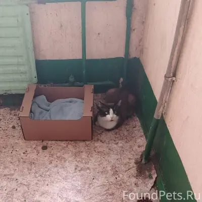 🆘Заволга. Найден котик, на вид...