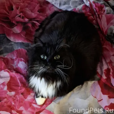 Пропала кошка. Кличка Чудо. Ес...