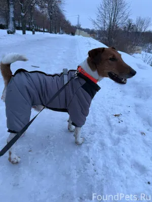 Пропала собака породы гладкоше...