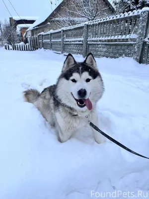 Убежал пес 10.02.2026, порода....