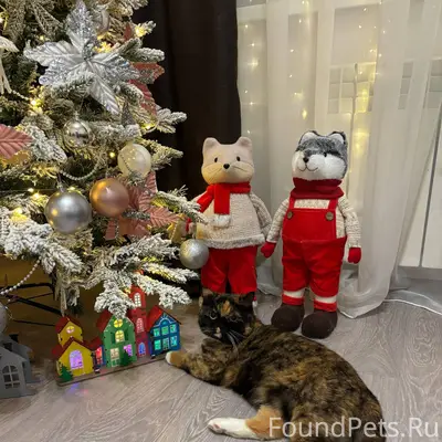 ❗️ПРОПАЛА КОШКА❗️ Кличка Молли...