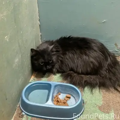 На Бурова 36 найдена крупная, ...