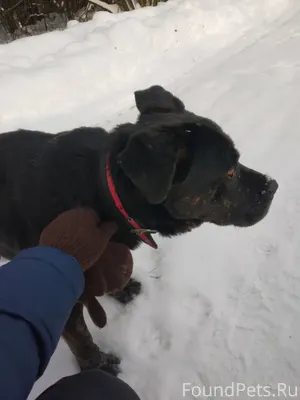 Найдена собака, черный кобель, с ошейником