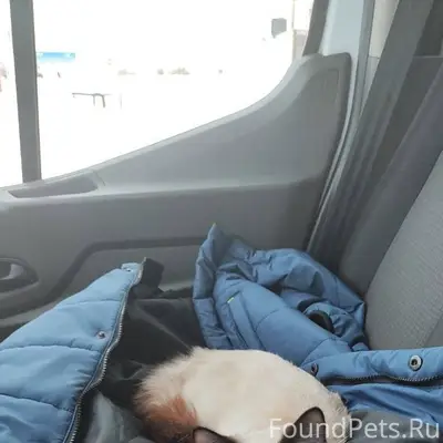 Найден кот. Ищем хозяина! 10.0...