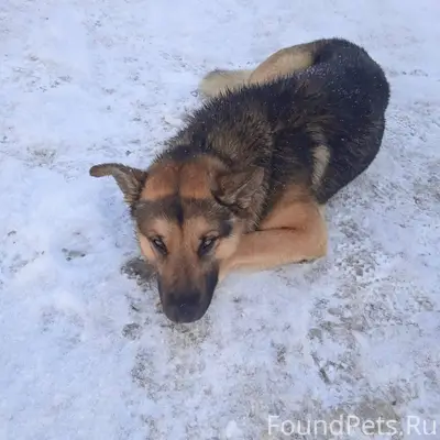 Добрый день, у кого потерялся ...