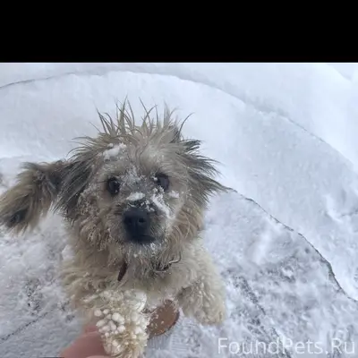 Пропала собака