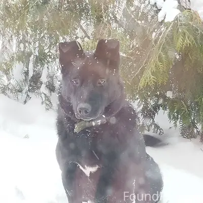Потерялся пёс по кличке Грей в...