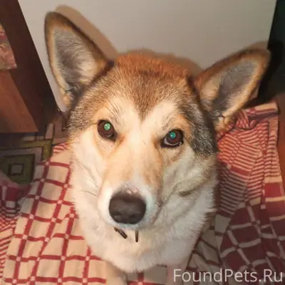 ❗️Ищем хозяина❗️ В с. Шушкодом...