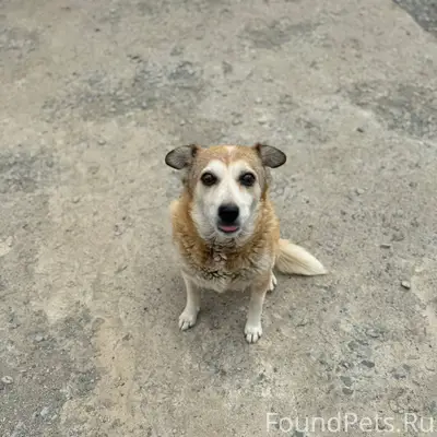 Пропала собака Алиса частный с...