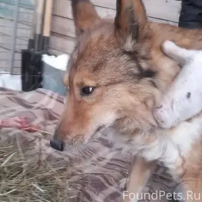 ‼️Найден пес‼️ похоже же песел...