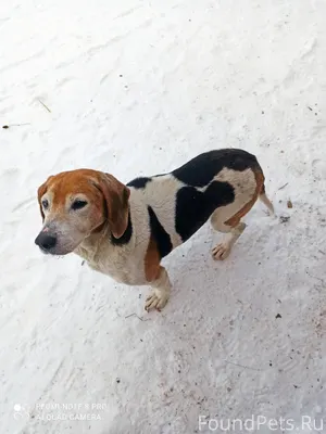 Чья собака потерялась? Пришла ...