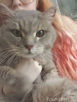 НАЙДЕНА КОШКА! На Дзержинского...