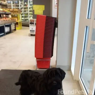 Зеленодольск Дети нашли песика...