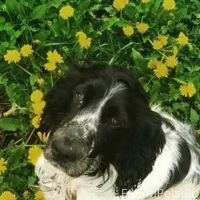 Пропала собака! Пожалуйста, ма...