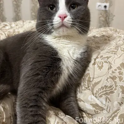 Пропал кот! Напишите, пожалуйс...