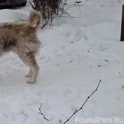 Убежал пес, старый, слепой, до...