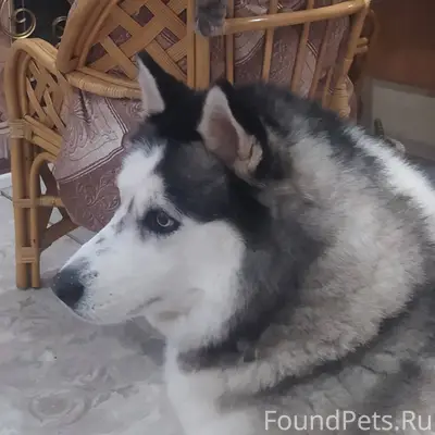 Потерялся пёс, очень добрый и ...