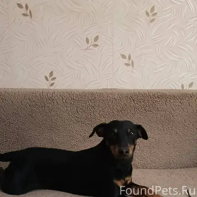 Пропала собака ягдтерьер, клич...