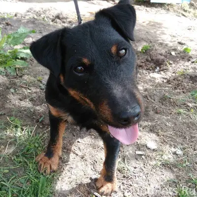 Потерялась собака. Если увидит...