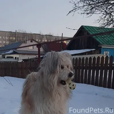 Потерялся пес, сегодня 10.02 п...