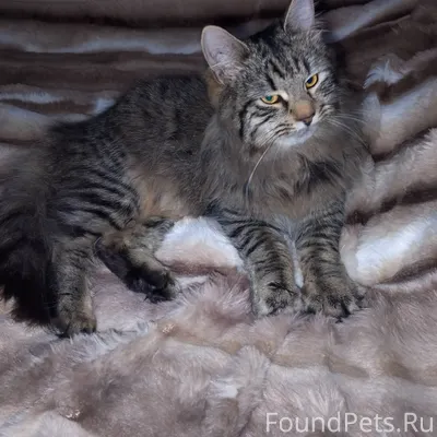 Пропал кот ! Улица Суворова ( ...