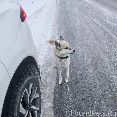 Тюмень. Найдена собака в ошейн...
