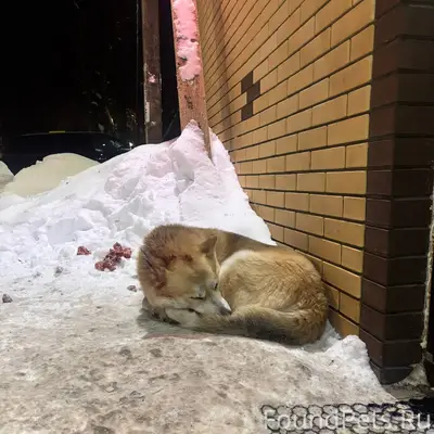 Люди добрые, неравнодушные, че...