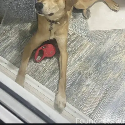 ВОЛЖСКИЙ, найдена собака, стар...