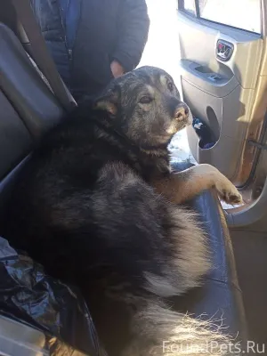 Пропал пёс, кличка Лаки, 7 лет...