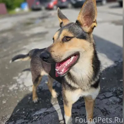 Новоалтайск. Сбежал пес. Кобел...